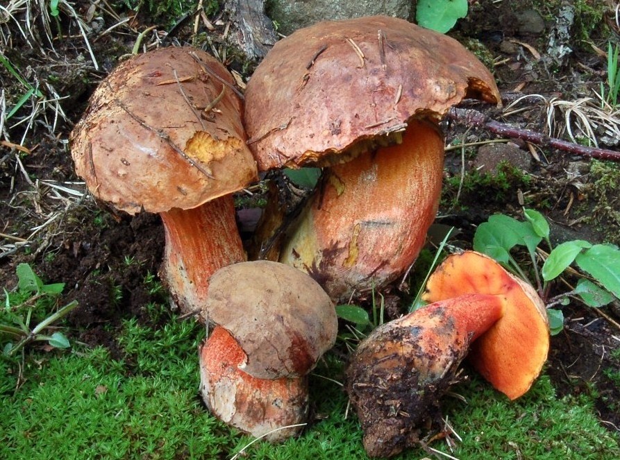 Tre Boletus di oggi.